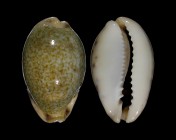 Erronea pallida f. insulcola