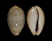 Erronea pallida f. insulcola