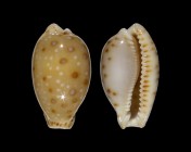 Erosaria macandrewi 