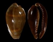 Erronea succincta persica