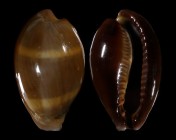 Erronea succincta persica