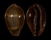 Erronea succincta persica