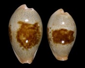 Erronea subviridis dorsalis