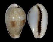 Erronea pyriformis smithi