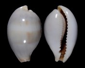 Erronea pyriformis angioyorum