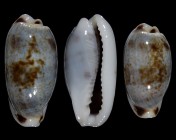 Erronea cylindrica sowerbyana