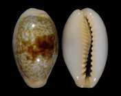 Erronea ovum ovum f. erici