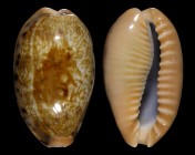 Erronea caurica quinquefasciata
