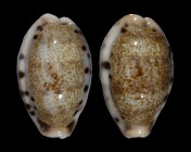 Erronea caurica quinquefasciata f. nabeqensis
