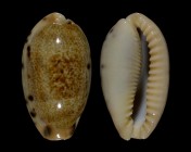 Erronea caurica quinquefasciata f. nabequensis