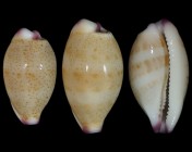 Purpuradusta microdon microdon