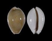 Erosaria cernica viridicolor