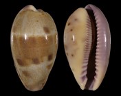 Contradusta walkeri surabajensis