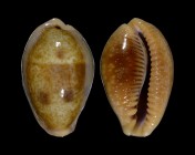 Ficadusta bregeriana bregeriana