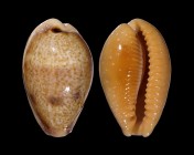 Contradusta bregeriana bregeriana