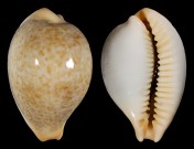 Contradusta barclayi 