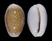 Erosaria cernica leforti