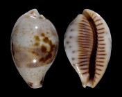 Contradusta pulchella pericalles