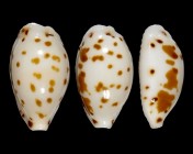 Ransoniella punctata punctata f. iredalei