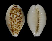 Eclogavena coxeni coxeni