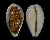 Eclogavena coxeni