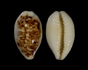 Eclogavena coxeni coxeni