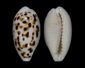 Eclogavena coxeni hesperina