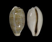 Eclogavena luchuana