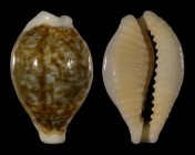Eclogavena dayritiana f. dani 