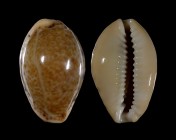 Erosaria spurca verdensium