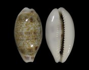 Blasicrura interrupta