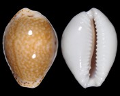 Naria acicularis