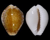 Naria acicularis f. marcuscoltroi