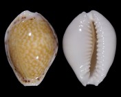 Erosaria acicularis acicularis