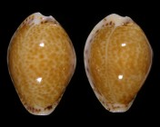 Naria acicularis