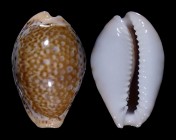 Naria spurca sanctaehelenae f. bonapartei