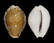 Naria spurca sanctaehelenae