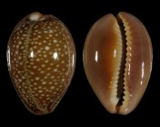Erosaria englerti