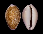 Erosaria albuginosa 