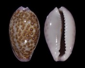 Naria albuginosa 