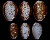 Naria helvola argella