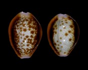 Erosaria helvola argella