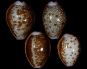 Naria helvola argella