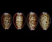 Naria helvola argella