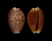 Erosaria bellatrix 