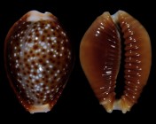 Naria helvola bellatrix