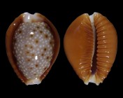 Erosaria bellatrix 