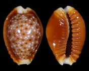 Naria helvola bellatrix