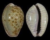 Erosaria marginalis f. pseudocellata