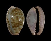 Erosaria marginalis f. pseudocellata